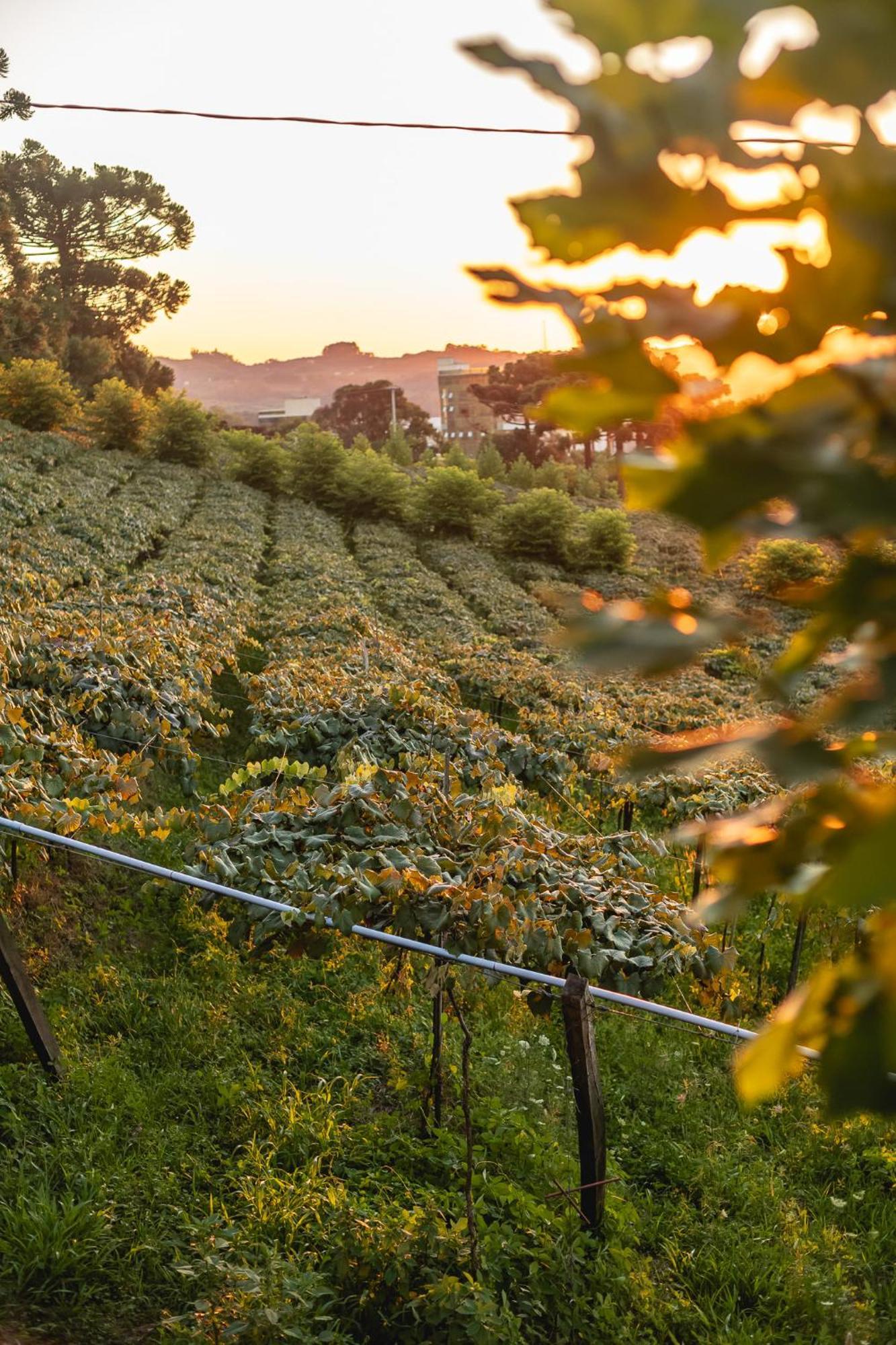 Doera Experience - Pousada De Luxo - Vale Dos Vinhedos Bento Gonçalves エクステリア 写真